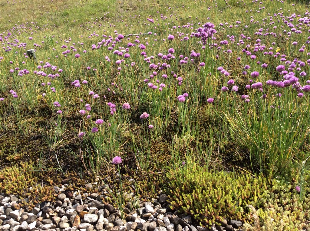 Begrüntes Dach der Bibliothek